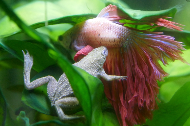 African Dwarf Frog baby is on the tree leaves