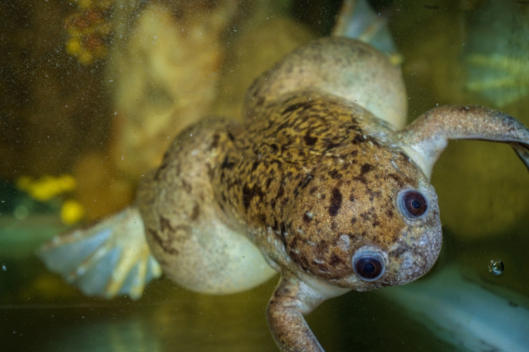 African Dwarf Frog is over water