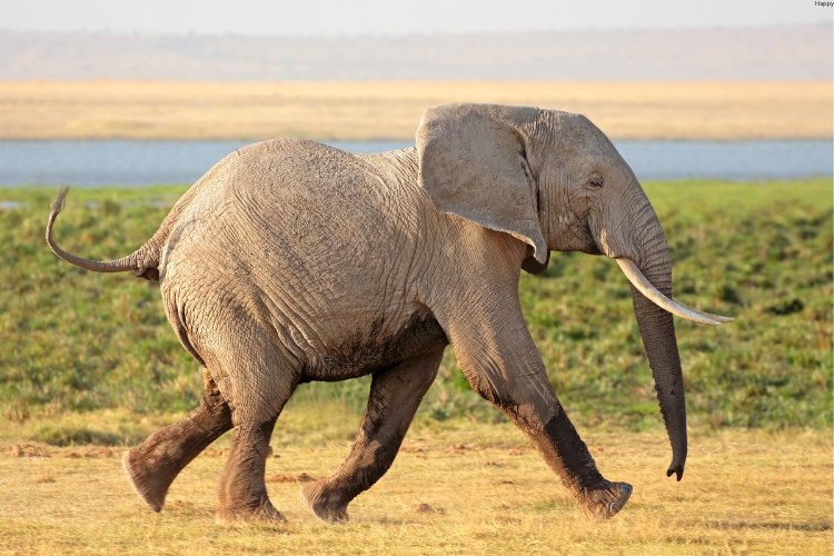 African Elephant is running