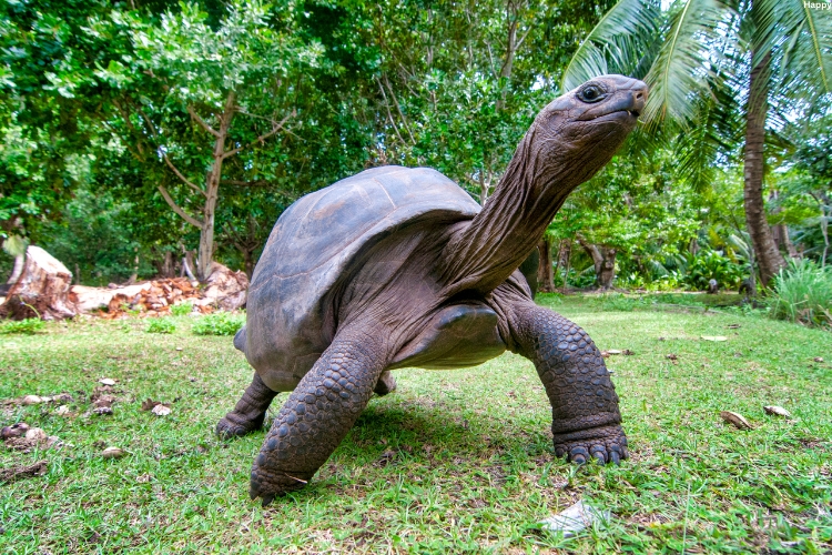 Aldabra Giant Tortoise is standing on grass