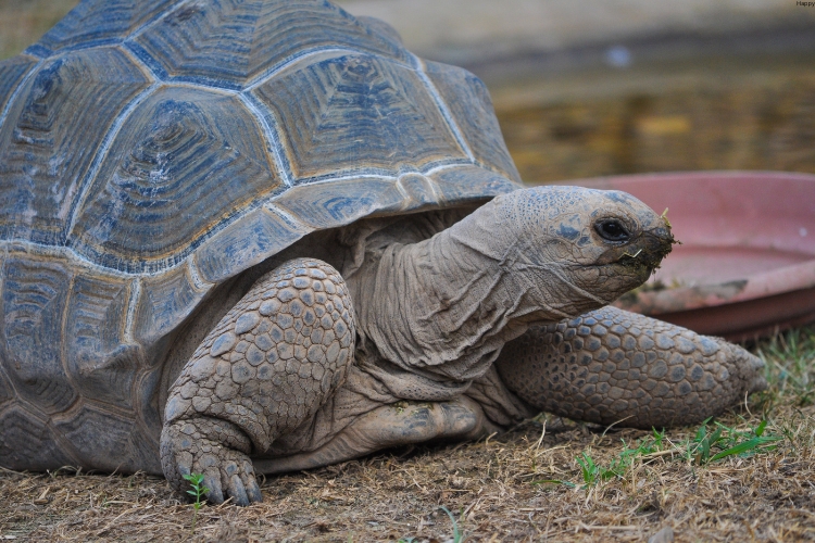 Aldabra Giant Tortoise is standing on ground