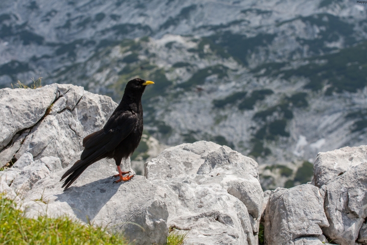 Alpine Chough is stranding on high point on mountain