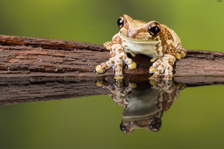Amazon Milk Frog is sitting near lake