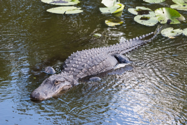 American Alligator is in water
