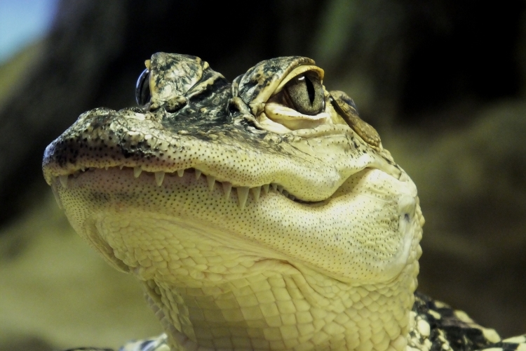 American Alligator is watchin straight