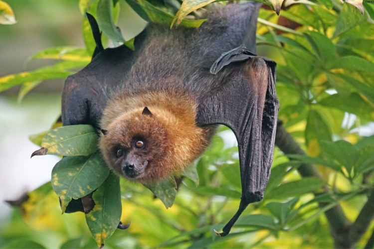 American Bat is hanging on tree