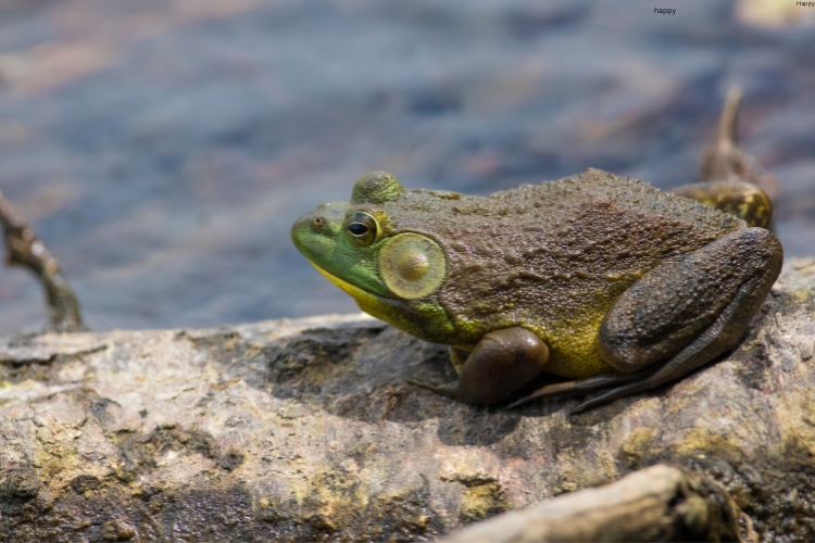American Bullfrog is sitting on stone