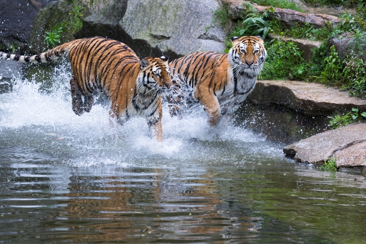 Amur Tigers are walking in water