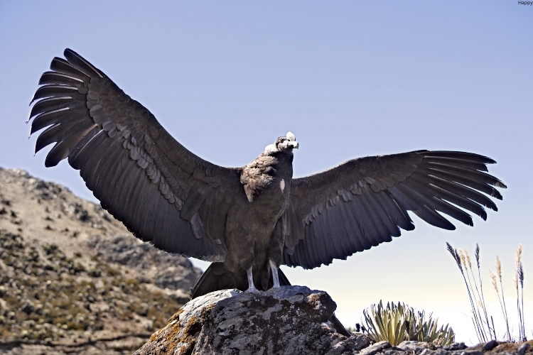 Andean Condor spreading his wings and sitting on mountain