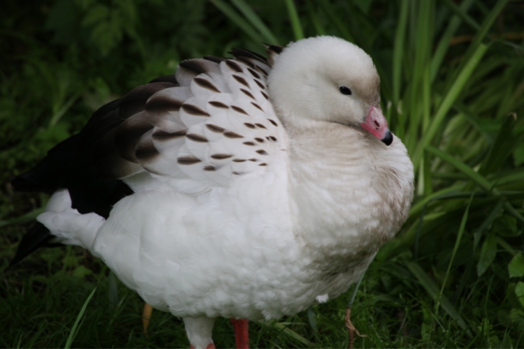 Andean Goose sitting in grass