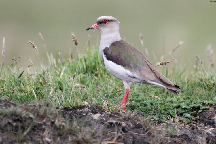 Andean Lapwing is standing near grass