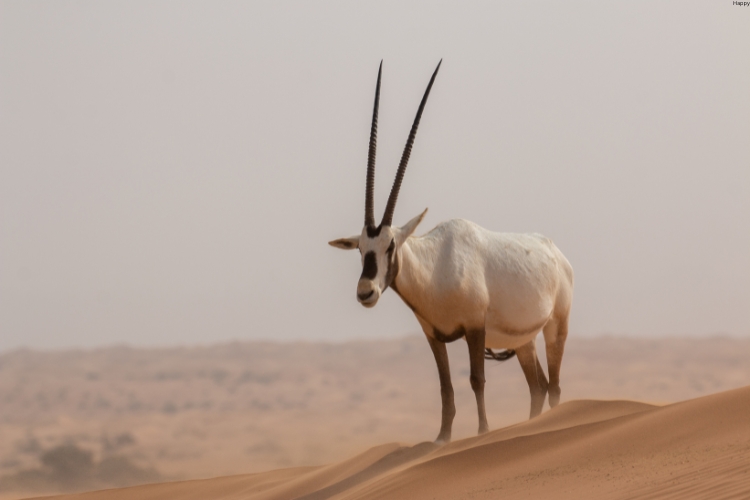 Arabian Oryx is standing on top of sand mountain