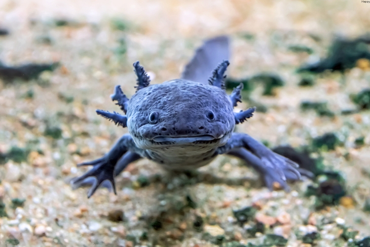 Axolotl baby is in the water