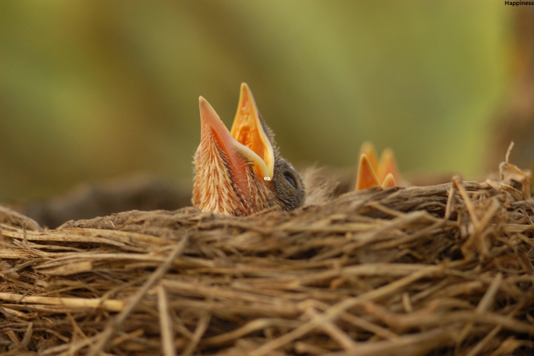 Baby bird is trying to speak in his nest