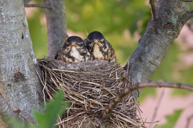 Baby birds are watching outside while staying in nest