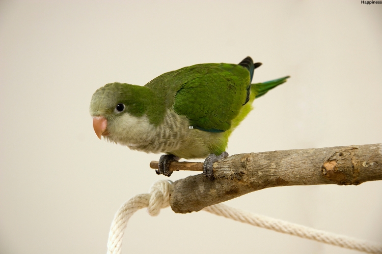 Baby parrot is trying to fly