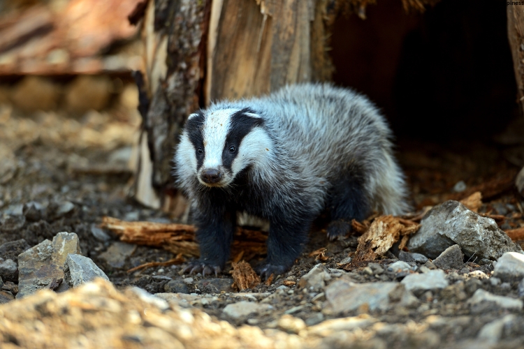Badgers is standing out side of the cave