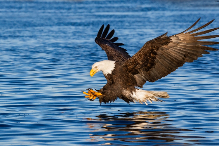 Bald Eagle is trying to caught a fish from sea