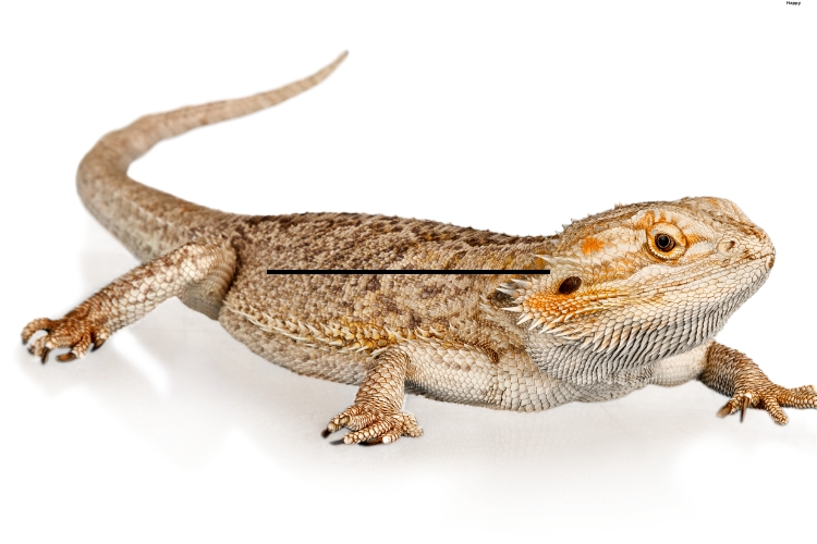 Bearded Dragon is sitting actively