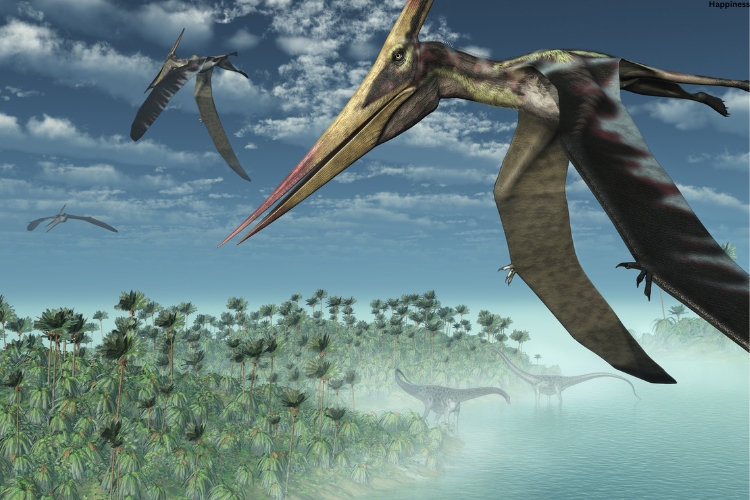 Biggest Prehistoric Bird are flying