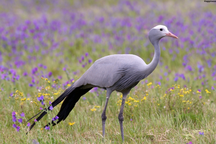 Bird is standing in grass