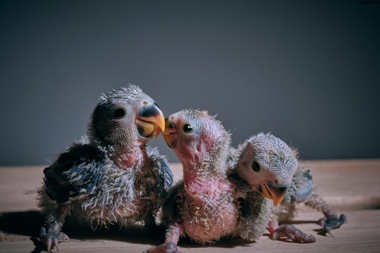 Bird parent is loving her baby birds