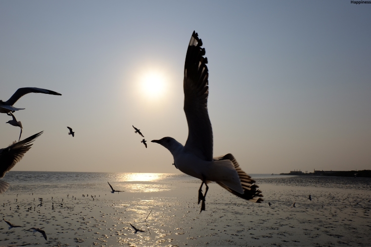 Birds are flying on sea