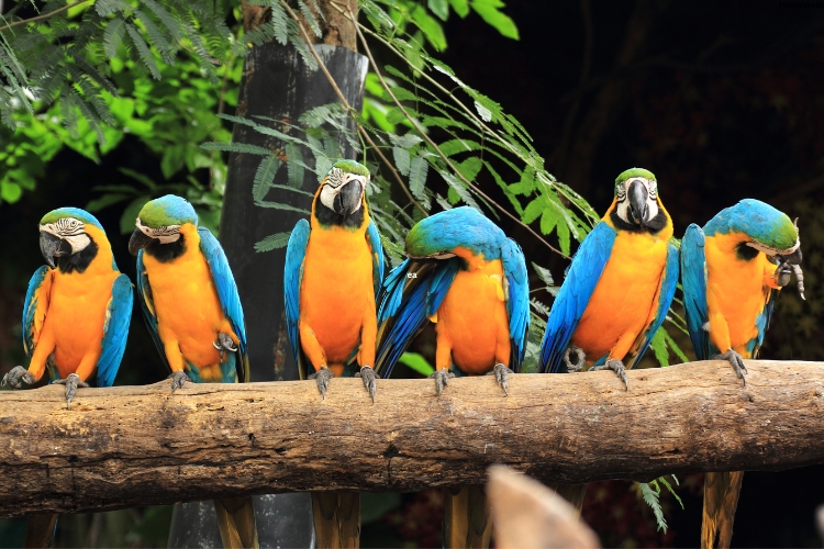 Birds are sitting on the tree