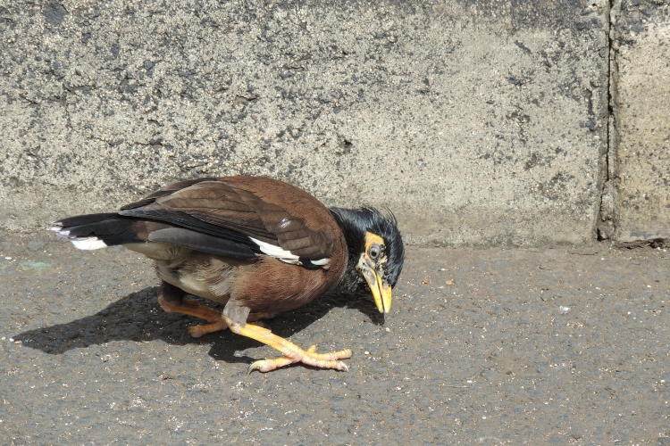 Birds is sitting on ground and listening to something