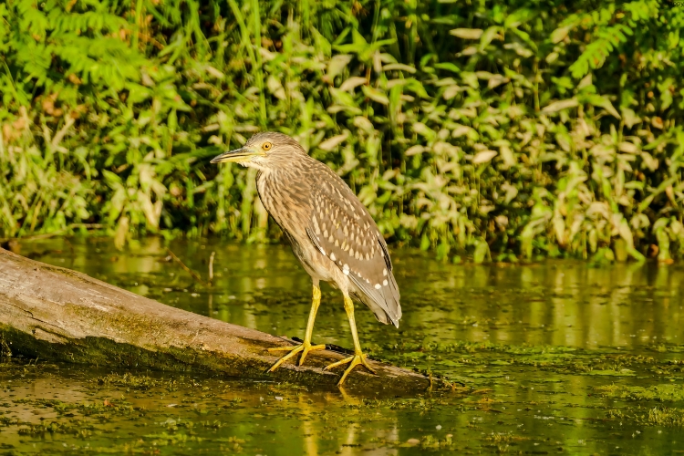 Bitterns is standing near water