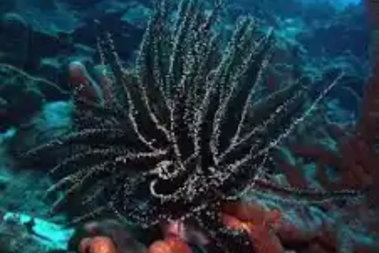 Black Coral is in the water