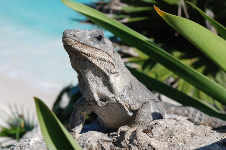 Black Iguana is sitting on ground near water