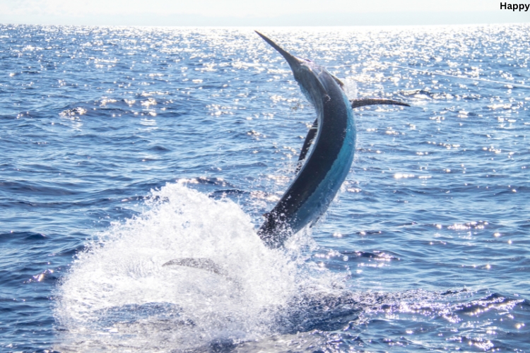 Black Marlin is swimming fast in sea