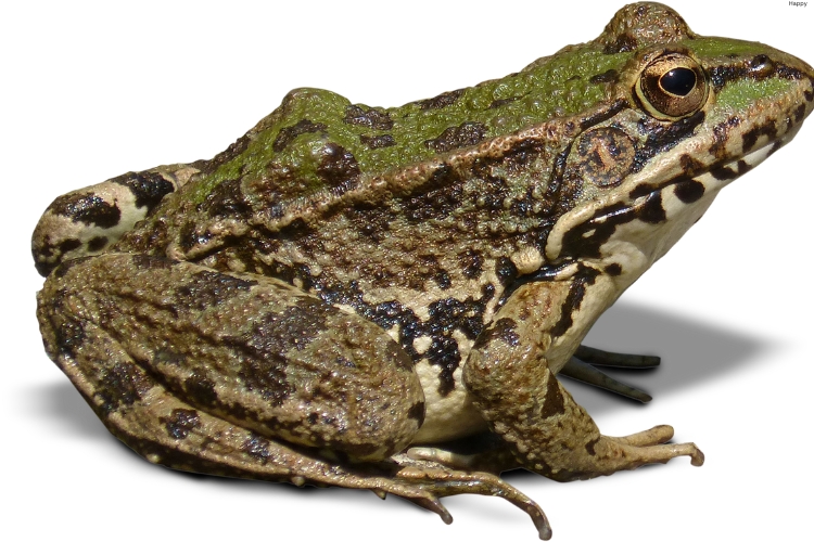 Black Rain Frog is sitting alone
