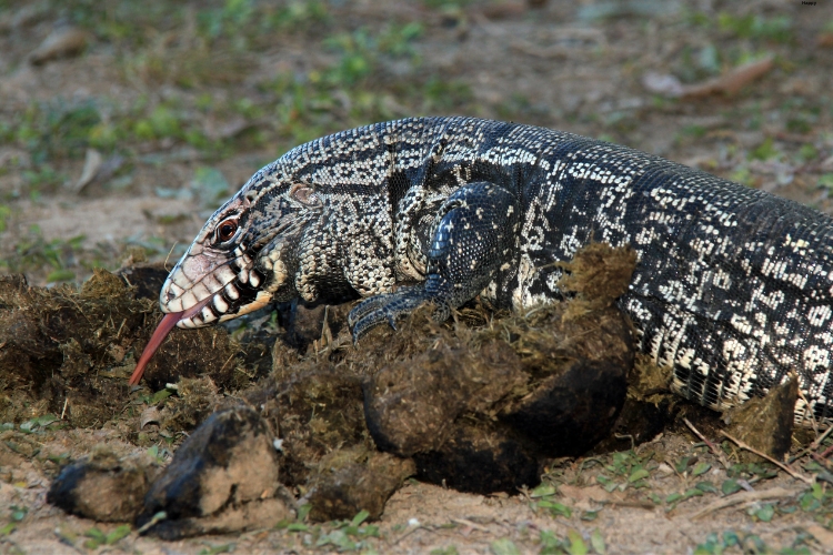 Black and White Tegu is taking out his tongue
