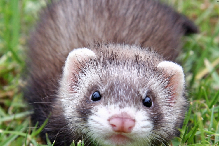 Black-footed Ferret is watching straight while lying on grass