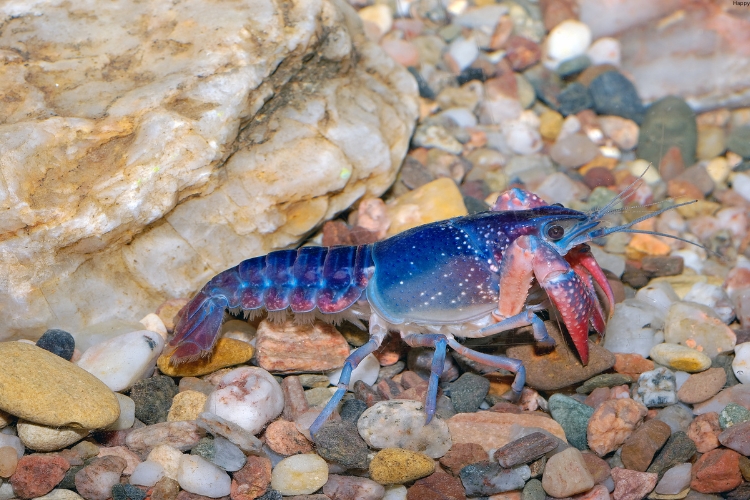 Blue Crayfish is on the stones