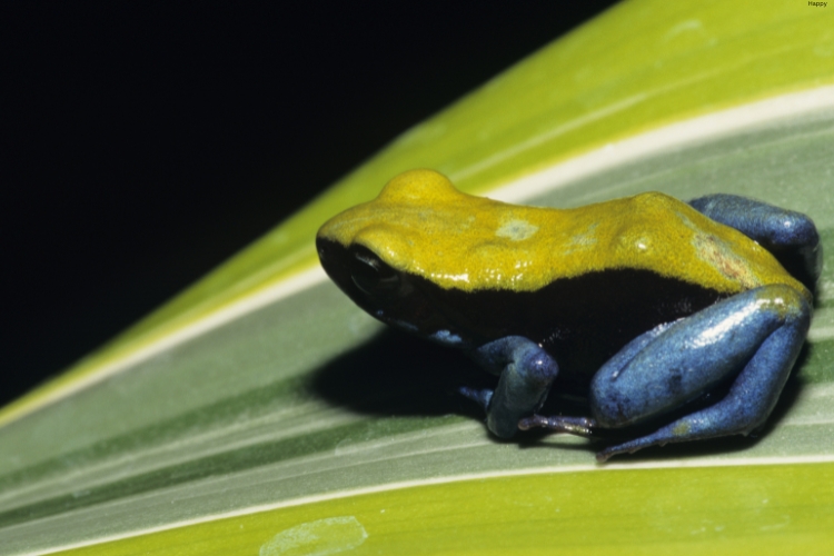 Blue-Legged Mantella is going downwards