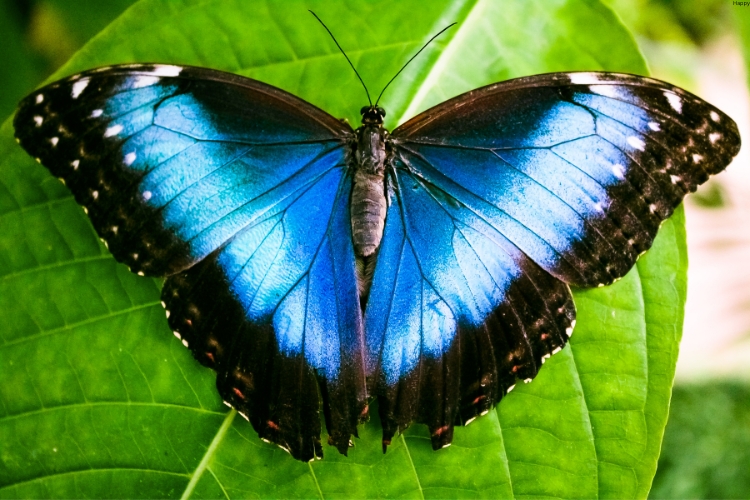 Blue Morpho Butterfly is on the leave