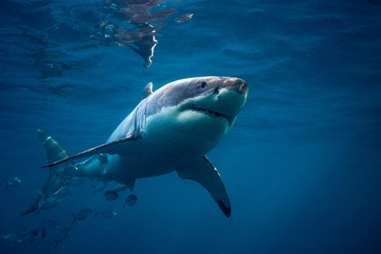 Blue Shark is in the water