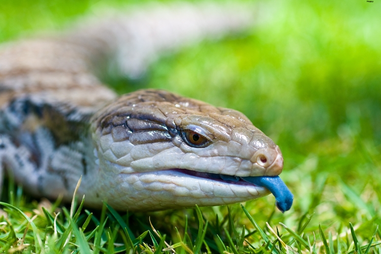 Blue-Tongued Skink is on the grass