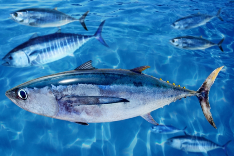 Bluefin Tuna are in water