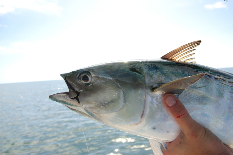 Bonito is in human hands