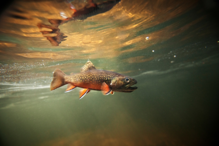 Brook Trout is in water