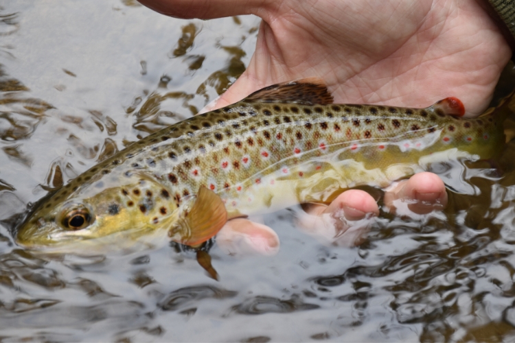 Brown Trout is in man's hand