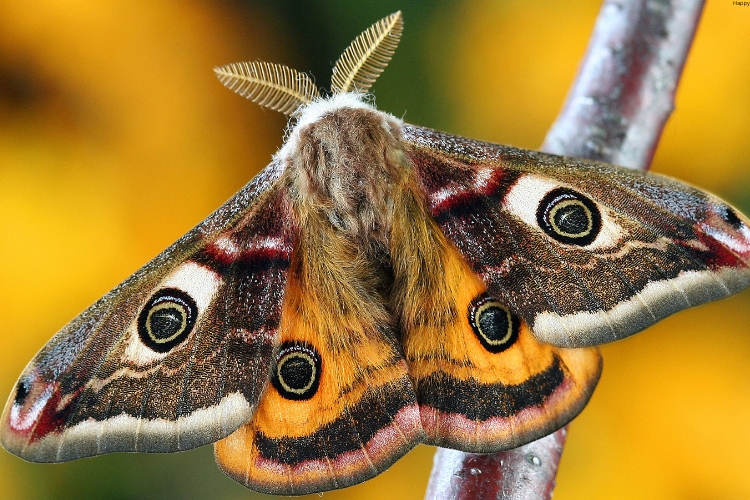 Butterfly is sitting