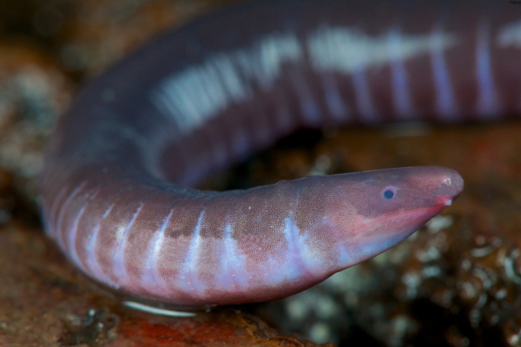 Caecilian is in water