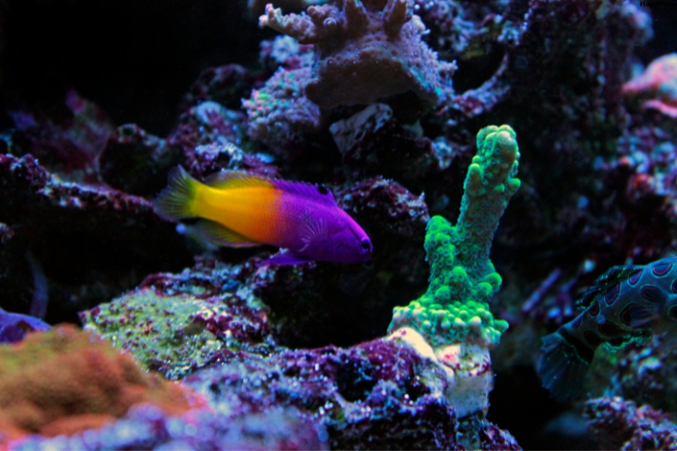 Candy Basslet is in the water