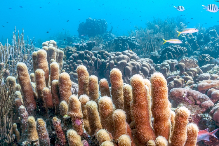 Caribbean Corals are in sea