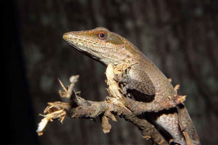 Carolina Anole is juts sitting on tree in darkness